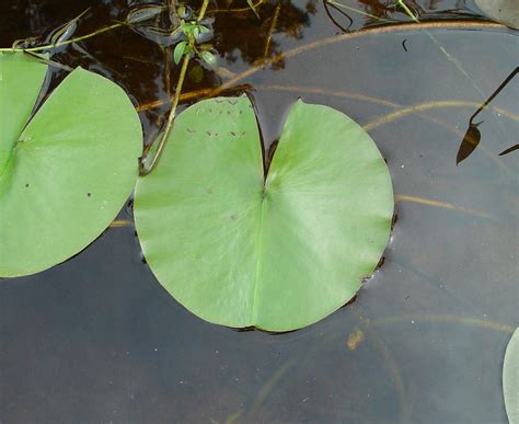 Water Lily Leaf Texture