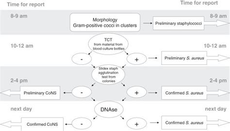 Flow Chart For Gram Positive Cocci