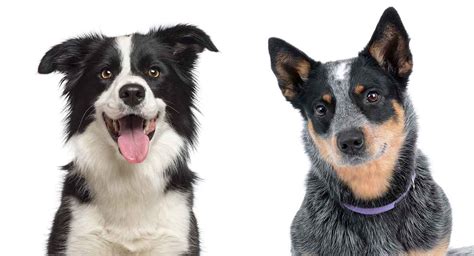 Blue Heeler Border Collie Mix Could This Be The Perfect Dog For You