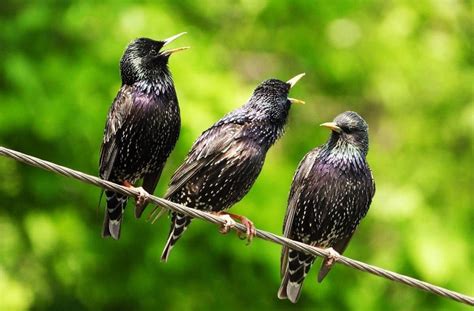 How To Get Rid Of Starlings Best Tips