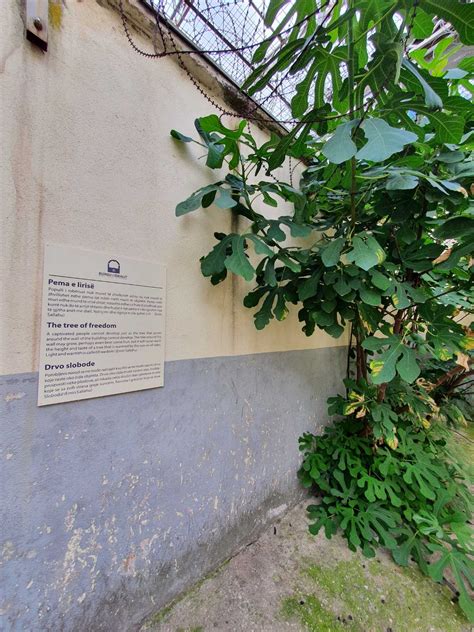 Prison of Ideals Prishtina - Down torture lane