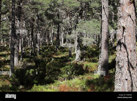 Ancient Caledonian Pine Forest Loch Garten Rspb Reserve Highlands