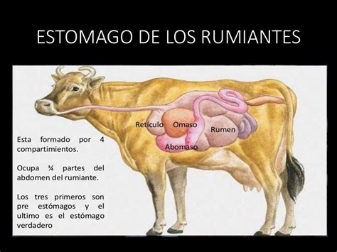 Sistema Digestivo De Los Rumiantes Anatomía Fisiologia E Histología