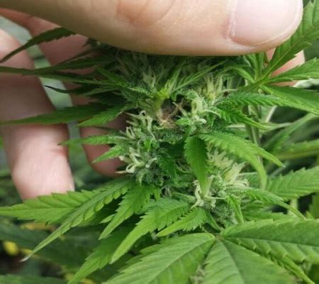 You should try to maintain a 10 degree difference between night and daytime. Humidity Levels For Marijuana Plants - Complete Schedule