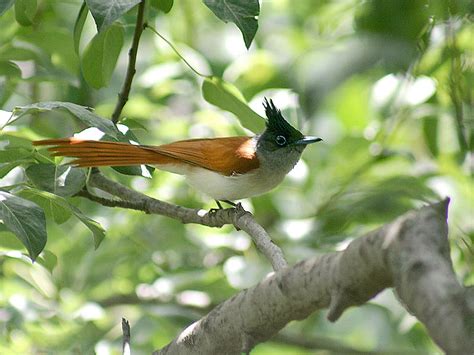 3 Things To Know About The Asian Paradise Flycatcher Nspirement