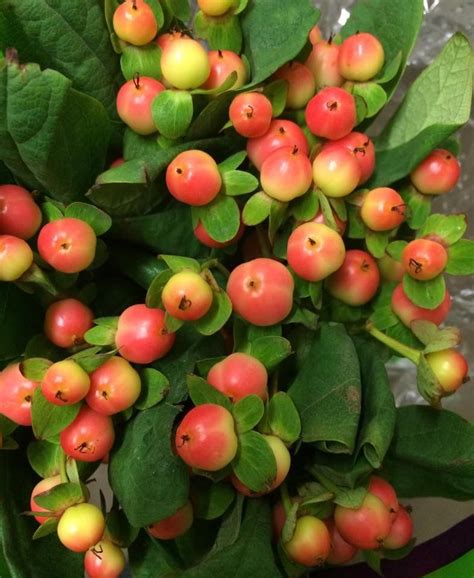 Magical Peach Hypericum Berry Peach Flowers Florist Supplies Berries