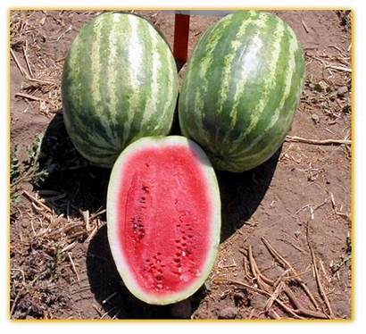 Watermelon Hybrid Gvs F1 Seed Seeds Vegetable