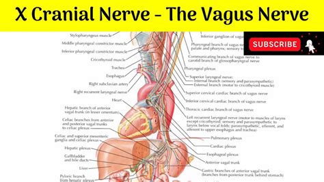 Tenth Cranial Nerve The Vagus Nerve Nucleus Of Origin Course