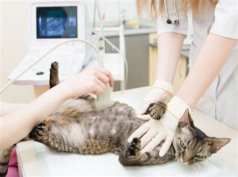 Как делают УЗИ беременной кошке