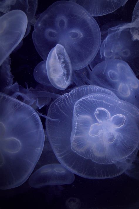 Gambar Bawah Air Kebun Binatang Ubur Ubur Hewan Laut Akuarium