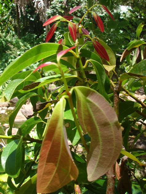 Polynesian Produce Stand Cinnamon Bark Tree Cassia Trees Live Spice