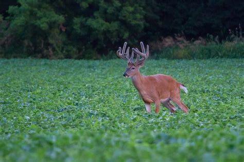 American Whitetail Deer Buck Best On Black Exif Iso 640 Flickr