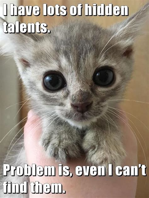 Hidden Talents Lolcats Is The Best Place To Find And