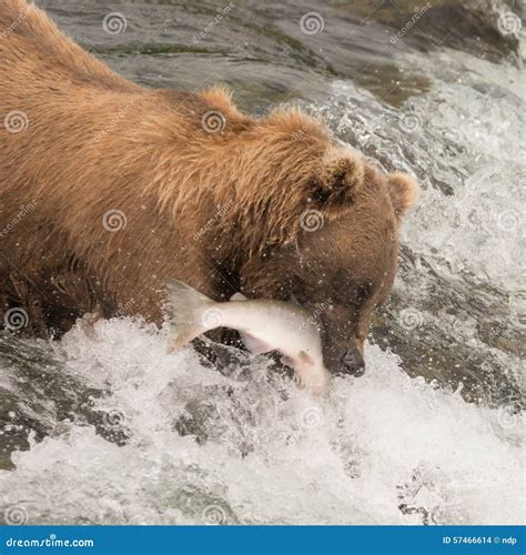 Brown Bear Catching Salmon At Brooks Falls Stock Photo Image Of