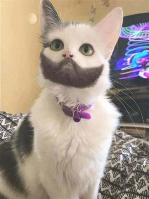 Just A Cat With Beard Meme Guy