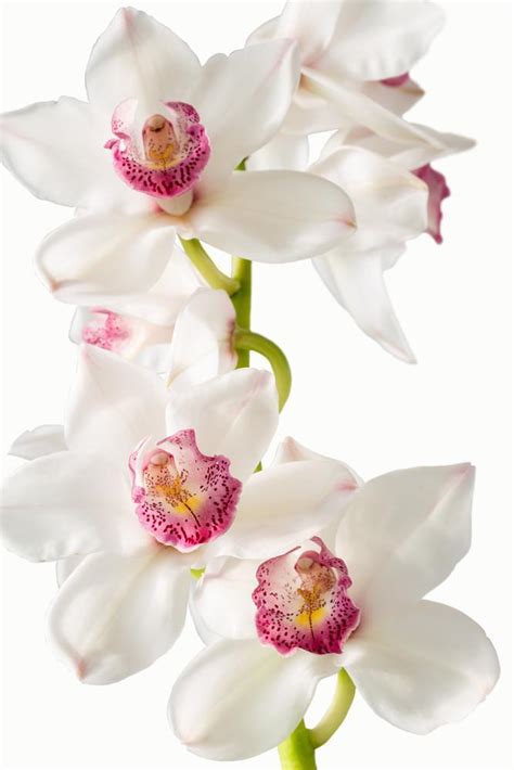 White flowers are common however many people choose a colour or flower type they know the deceased would have loved. Cymbidium Orchid White - FloralSection.com