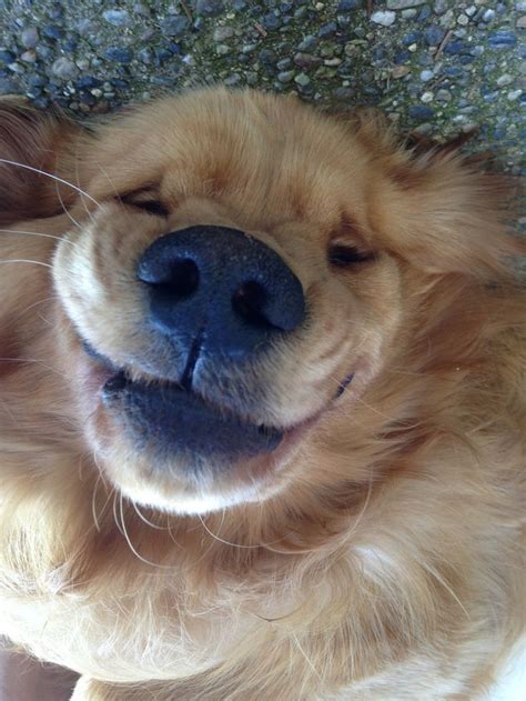 Smiling Dog Smiling Dogs Pinterest
