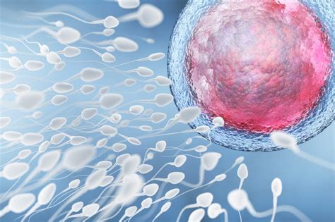 Illustration Of Sperm And Egg Cell Plodnosc Pl
