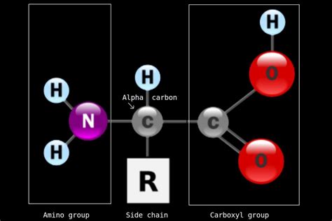 Aminoácidos Estructura Grupos Y Función