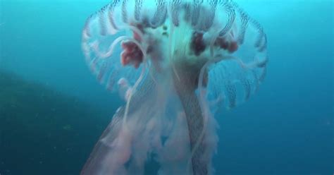 Jellyfish Beautiful Dangerous Delicious Cbs News