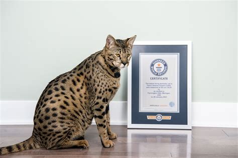 Worlds Biggest Cat Guinness World Record