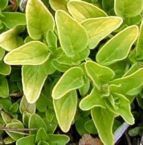 Hirtum) in rock gardens, vegetable gardens and patio planters. Origanum vulgare 'Aureum' Creeping Golden Marjoram