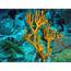 Fire Coral Information And Picture  Sea Animals