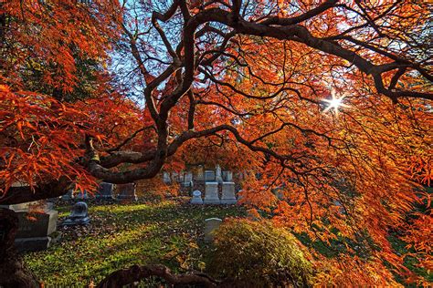 Mount Auburn Cemetery Japanese Maple Tree Fall Foliage