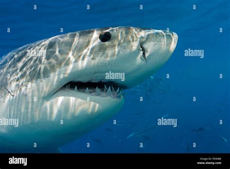 This Great White Shark Carcharodon Carcharias Was Photographed Just