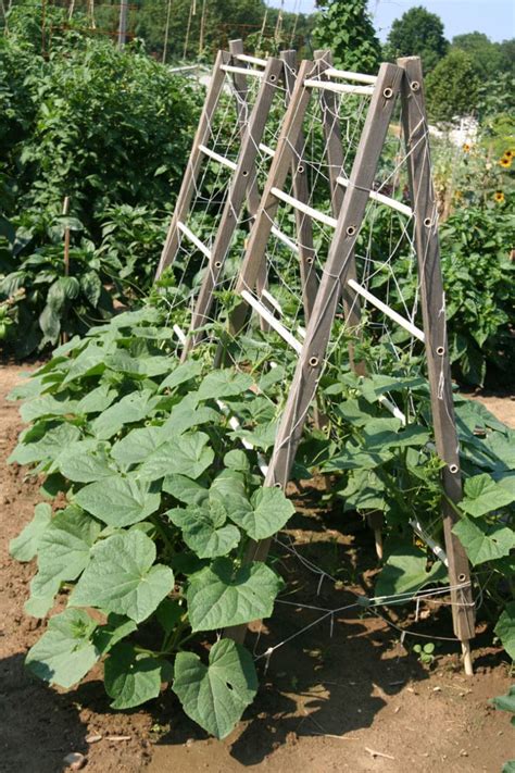 15 Easy Diy Cucumber Trellis Ideas A Piece Of Rainbow