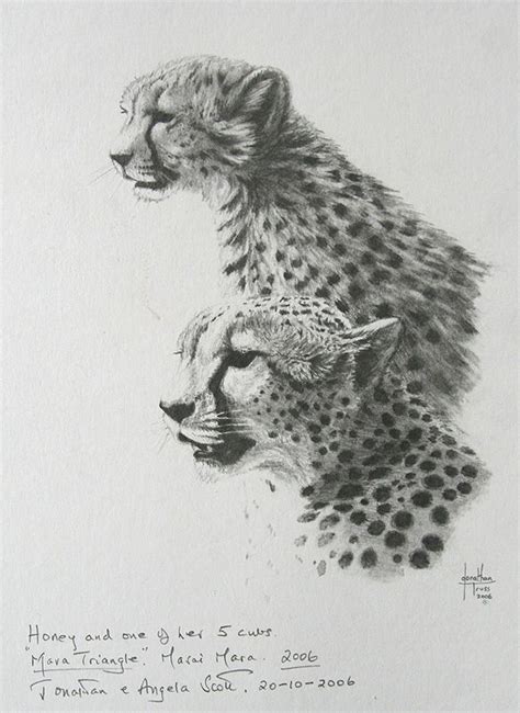 Jonathan Truss Wildlife Sketches Pencil Sketch Sketches In Pencil