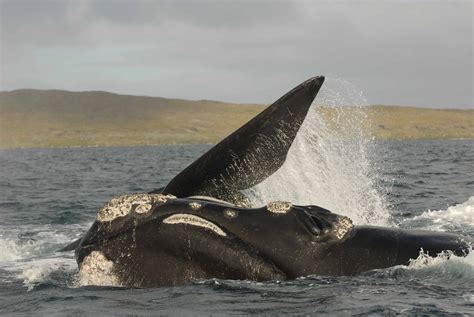 Southern Right Whales Marine Mammal Ecology Group