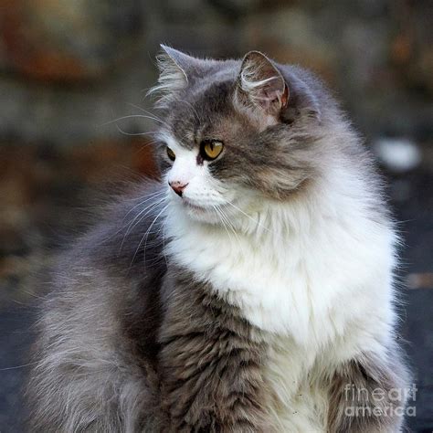 Exactly what constitutes long hair can change from culture to culture, or even within cultures. Honey Eyed Gray And White Long Hair Cat Photograph by ...
