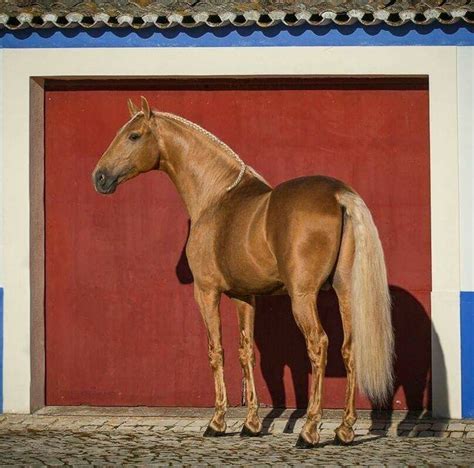 Palomino Stallion Lusitano Horse Finder Lusitano Horse Palomino