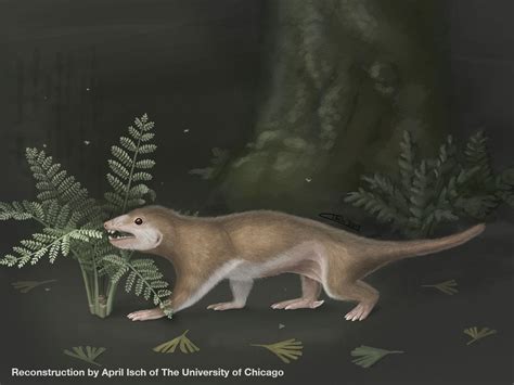 New Proto Mammal Fossil Sheds Light On Evolution Of Earliest Mammals W