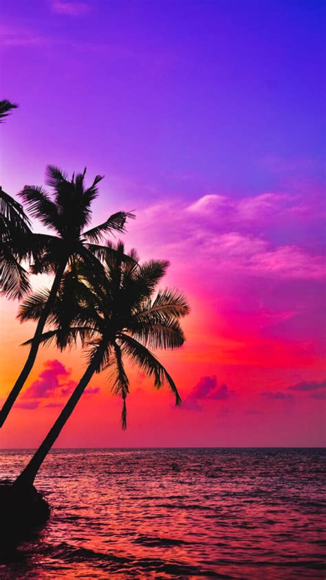 Palm Tree Sunset Sea Landscape Wallpaper ~ Fisoloji