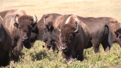 Blackfeet Tribe Make Return Of Buffalo A Reality Youtube