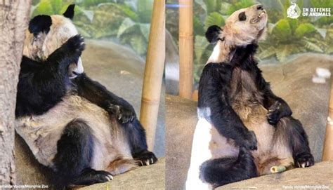 Victory Suffering Pandas Yaya And Lele At The Memphis Zoo Will Finally