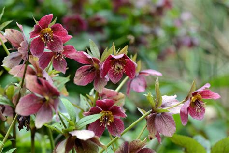 How To Grow And Care For Hellebores Westbury Garden Rooms