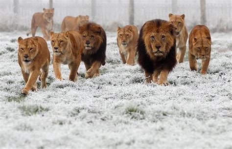 An Army Of Lions Mark Sanborn Keynote Leadership Speaker