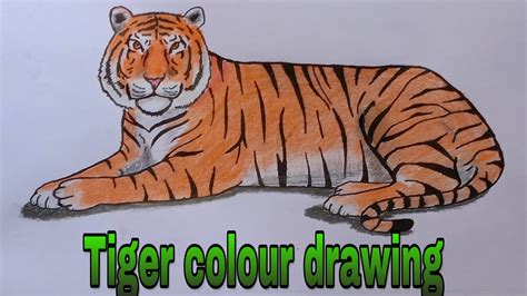 Tiger Colour Drawing Youtube