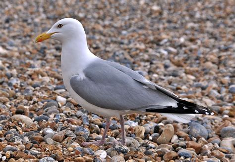 British Wildlife Of The Week Herring Gull The Nature Nook