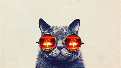 Funny 1080 Cat Glasses 1920 Screensavers Kitten