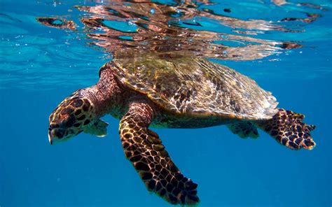 Turtle Swimming In The Clear Blue Water Wallpaper Animal Wallpapers