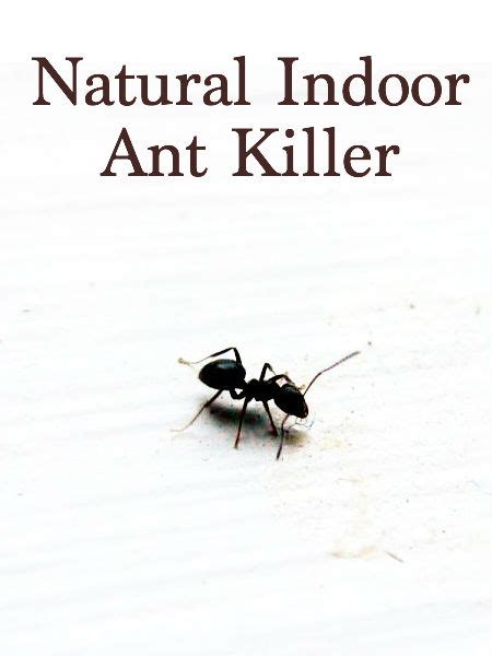 Want to kill ants naturally? Natural Ant Killer for Indoors - Tshanina Peterson