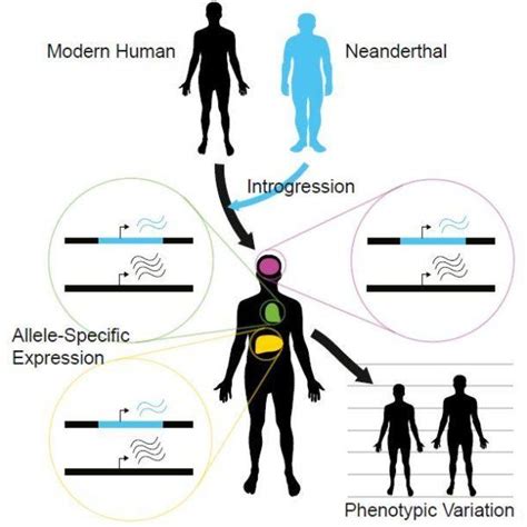 Neanderthal Dna Contributes To Human Gene Expression Gene Expression
