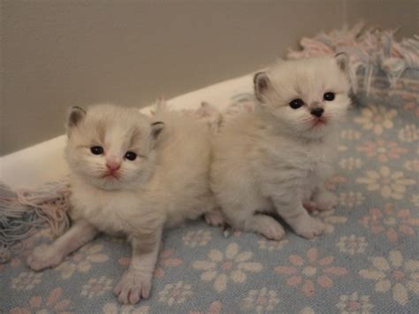 Ragamuffin Kittens For Sale