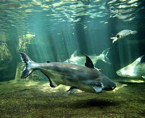 The Giant Pangasius Paroon Shark Or Chao Phraya Giant Catfish
