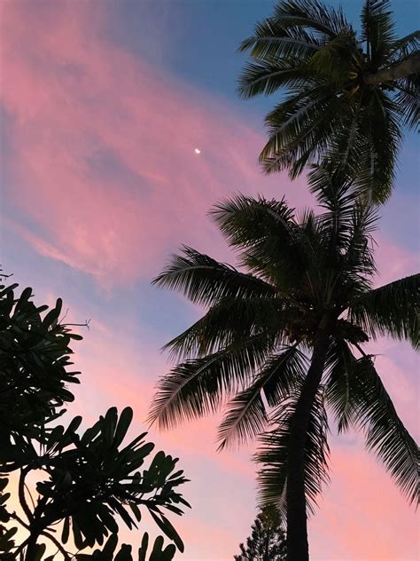 25 Incomparable Pink Aesthetic Wallpaper Palm Tree You Can Get It At No
