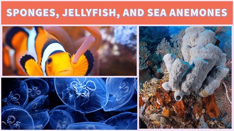 Sponges Jellyfish And Sea Anemones What Are They Youtube